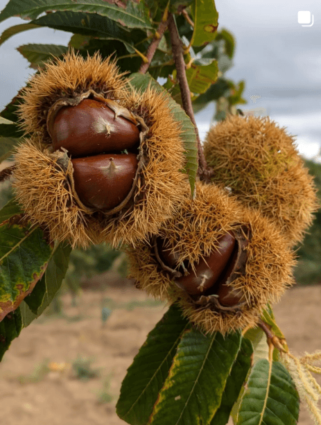 Castanhas nos ouriços