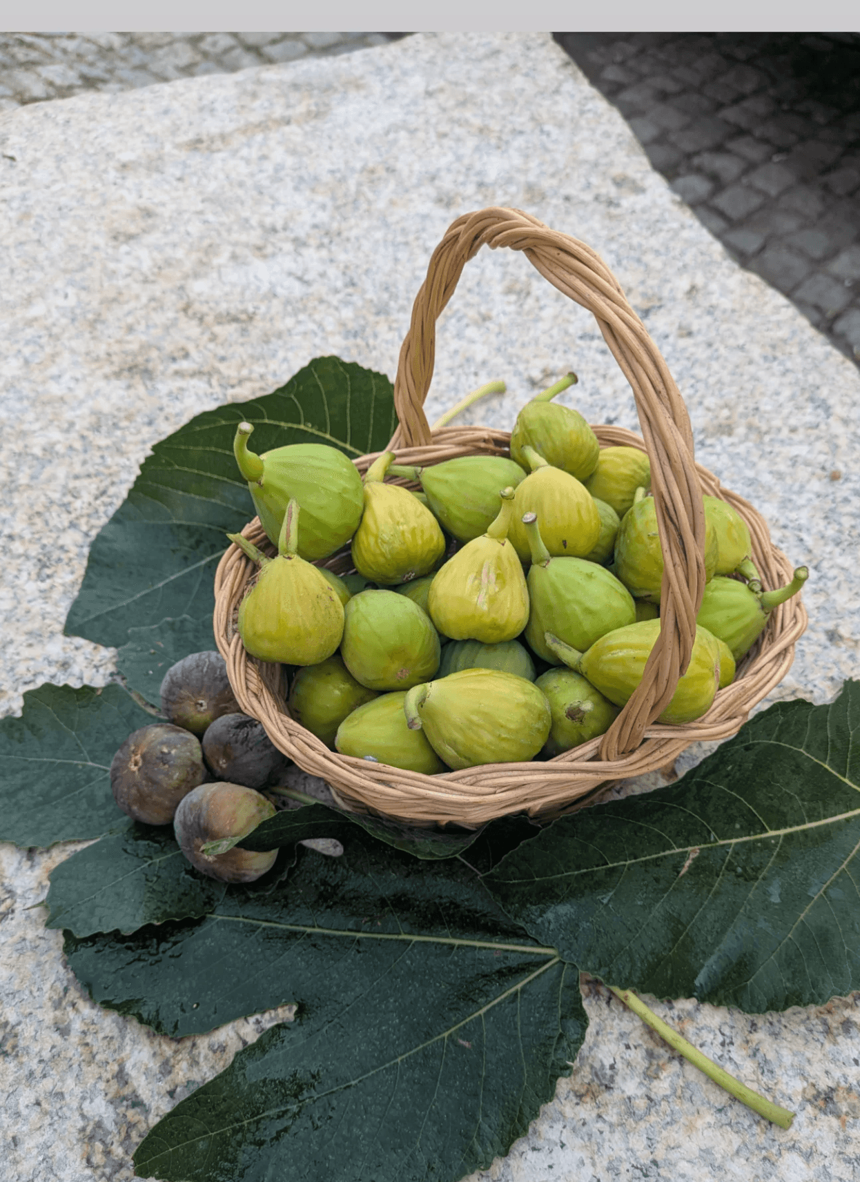 Cesto de figos da quinta