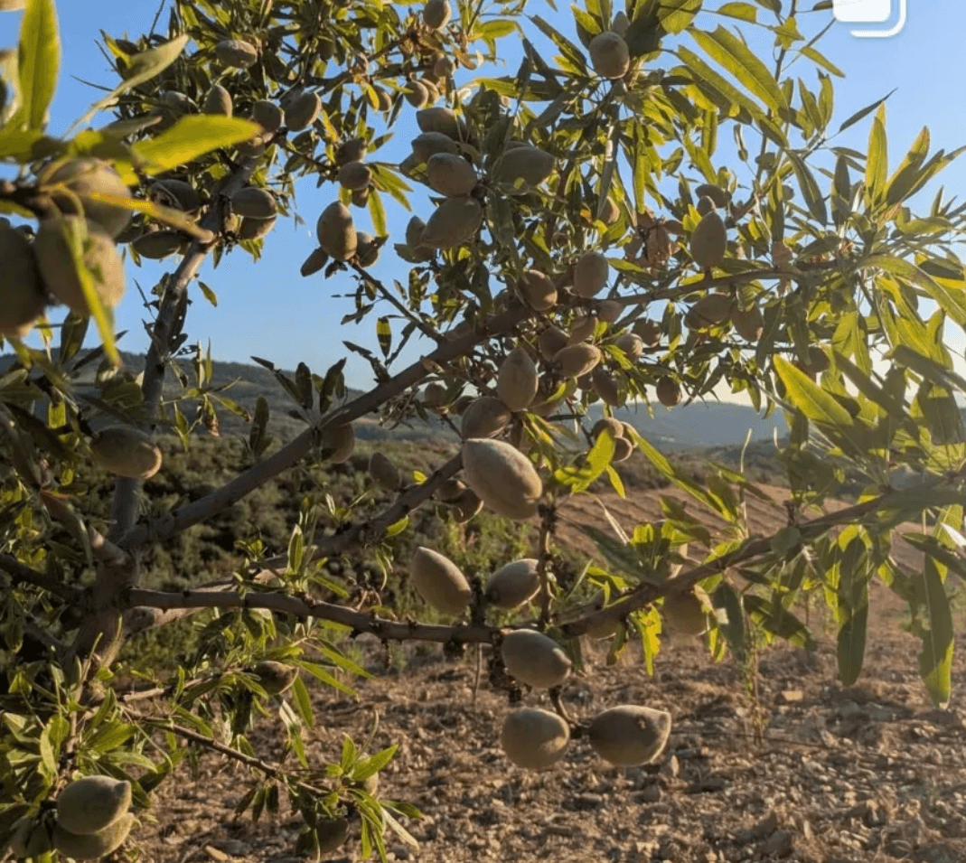 Amendoeira com fruto