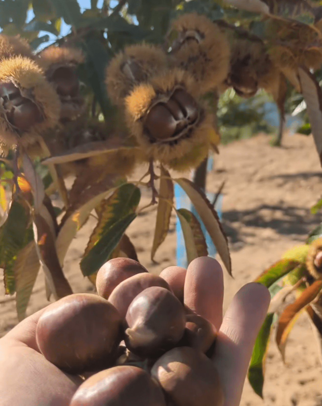 Castanhas acabadas de apanhar