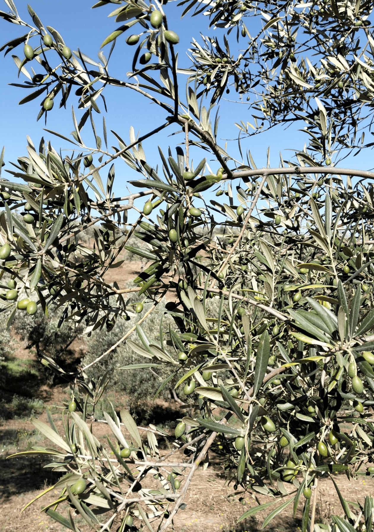 Oliveira com azeitonas